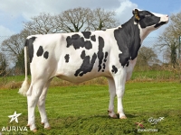 ITALO - Prim'Holstein